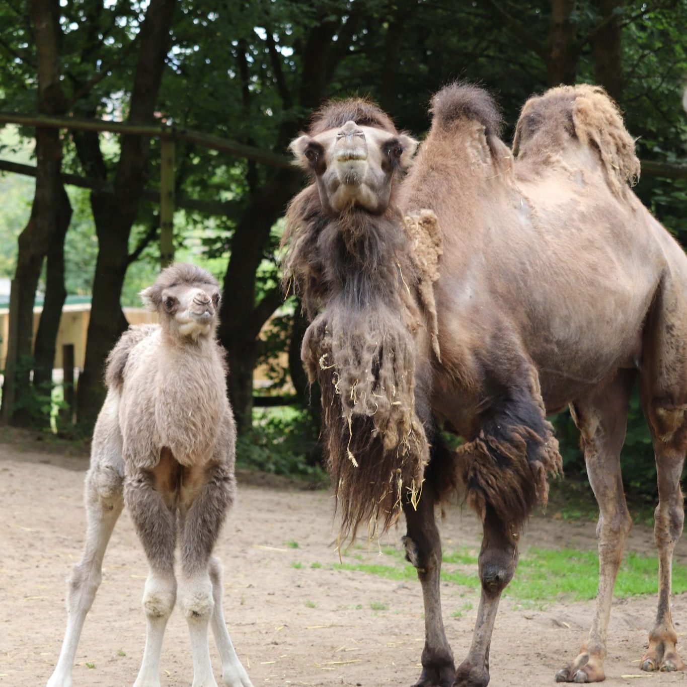 <b>BACTRIAN CAMEL</b>
<br>
<i>Camelus bactrianus</i>
<br>
Where They Live: Mongolia & China
<br>
Status: Critically Endangered