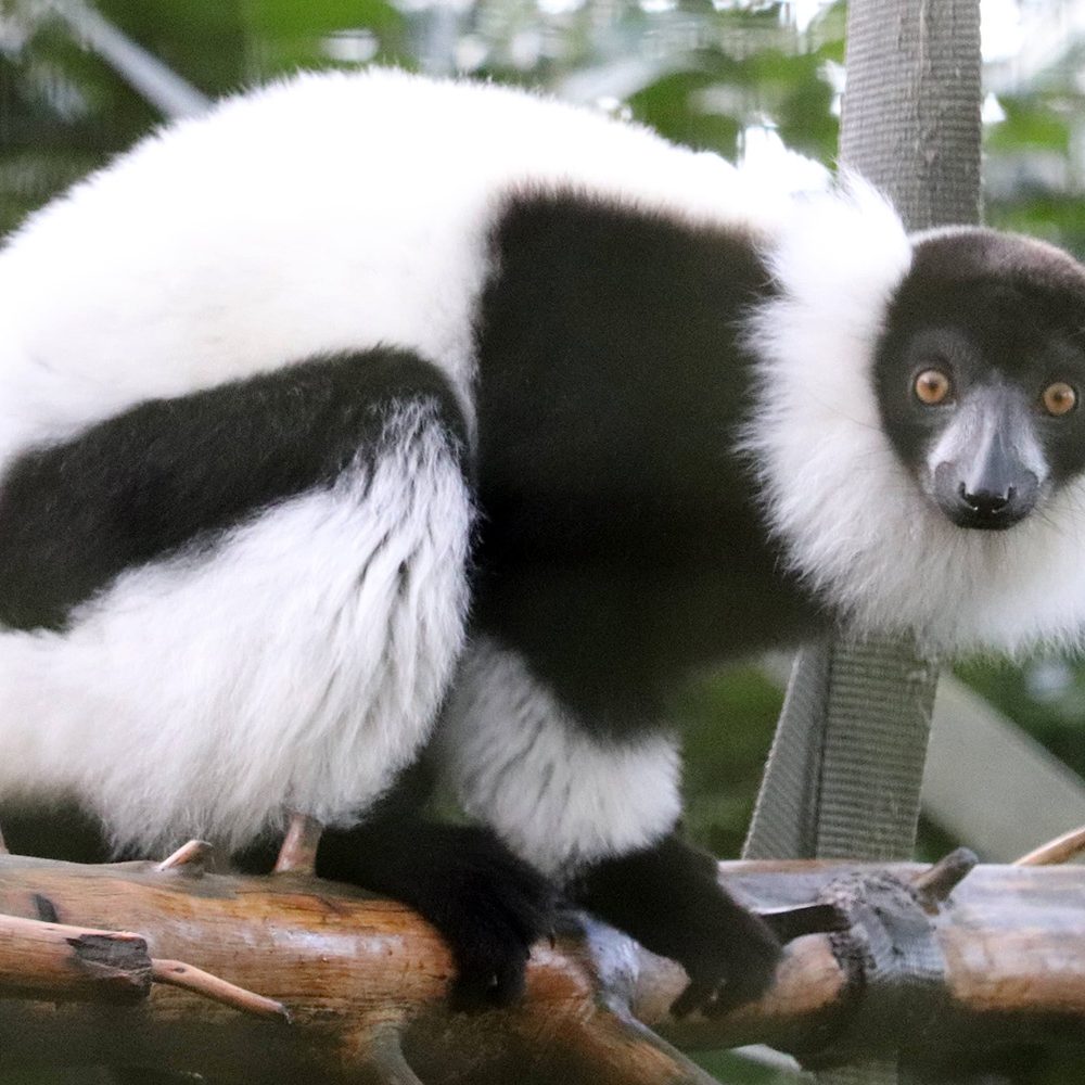 <b>BLACK & WHITE RUFFED LEMUR</b>
<i>Varecia variegata</i>
<br>
Where They Live: Madagascar
<br>
Status: Critically Endangered