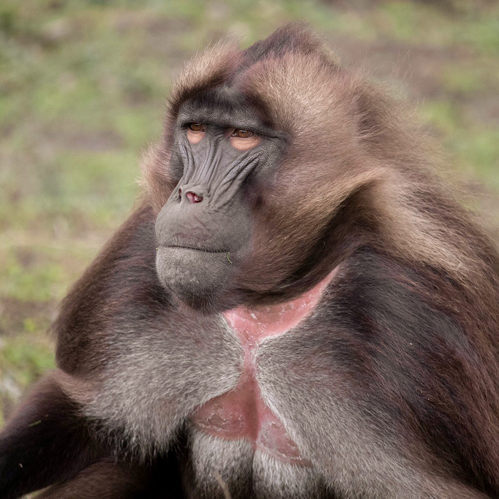 <b>GELADA</b>
<br>
<i>Theropithecus gelada</i>
<br>
Where They Live: Ethiopian Highlands
<br>
Status: Least Concern