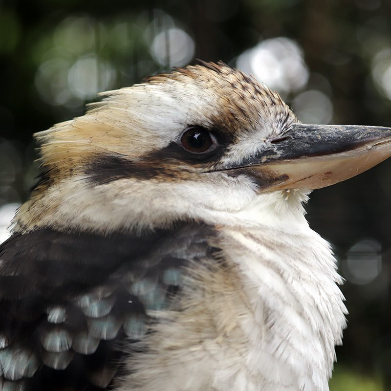 <b>LAUGHING KOOKABURRA</b>
<br>
<i>Dacelo novaeguineae</i>
<br>
Where They Live: Australia & New Guinea
<br>
Status: Least Concern