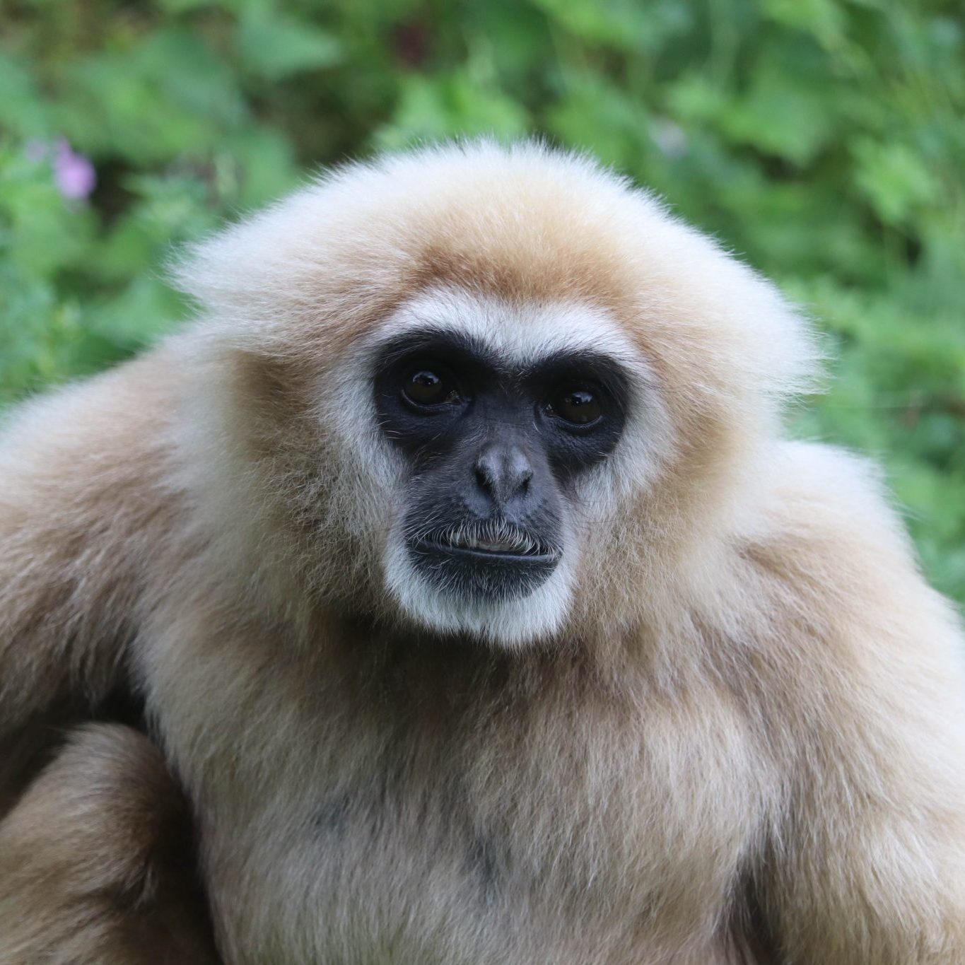 <b>LAR GIBBON</b>
<br>
<i>Hylobates lar</i>
<br>
Where They Live: China, Thailand, Laos, Burma & Indonesia
<br>
Status: Endangered