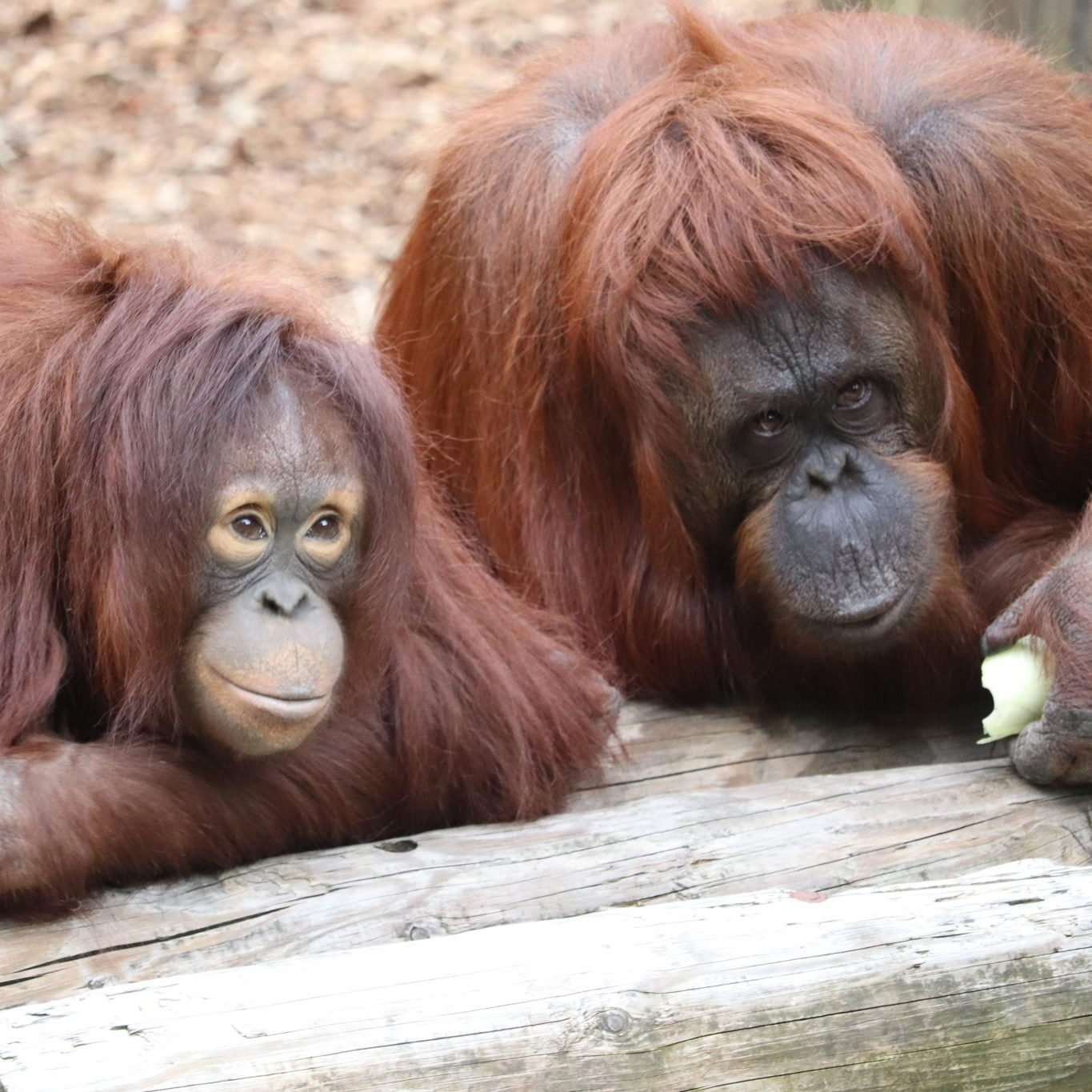 <b>BORNEAN ORANGUTAN</b>
<br>
<i>Pongo pygmaeus</i>
<br>
Where They Live: Borneo
<br>
Status: Endangered