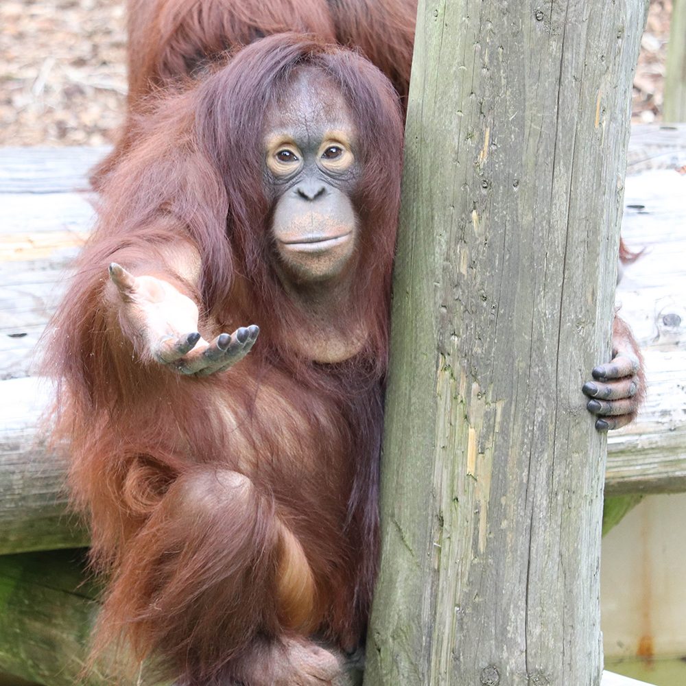 <b>BORNEAN ORANGUTAN</b>
<br>
<i>Pongo pygmaeus</i>
<br>
Where They Live: Borneo
<br>
Status: Endangered