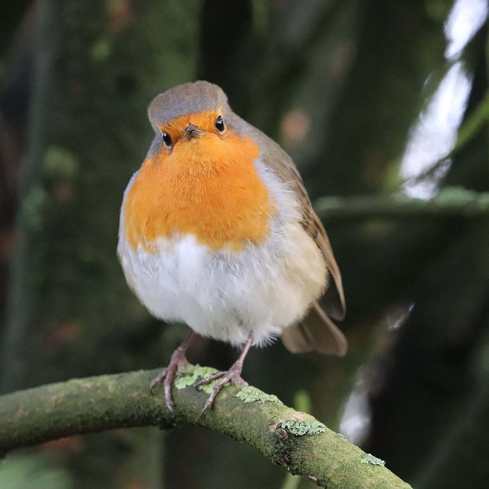 <i>EUROPEAN ROBIN</i>
<br>
Where They Live: Europe
<br>
Status: Least Concern
<br>
Photograph 
Location: Dudley Zoo, UK