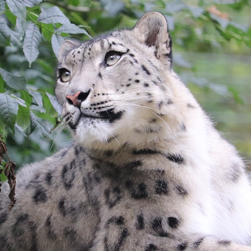 <b>SNOW LEOPARD</b>
<br>
<i>Panthera uncia</i>
<br>
Where They Live: Central & South Asia
<br>
Status: Vulnerable