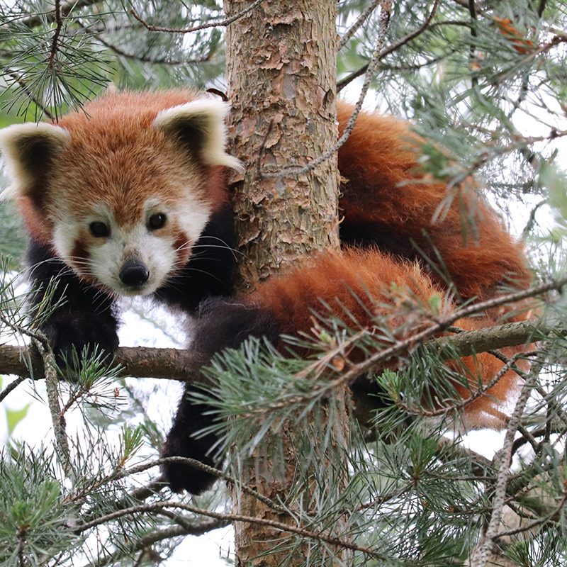 <b>RED PANDA</b>
<br>
<i>Ailurus fulgens</i>
<br>
Where They Live: Himalayas, East India
<br>
Status: Vulnerable