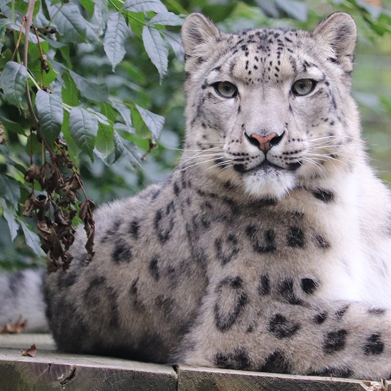 <b>SNOW LEOPARD</b>
<br>
<i>Panthera uncia</i>
<br>
Where They Live: Central & South Asia
<br>
Status: Vulnerable