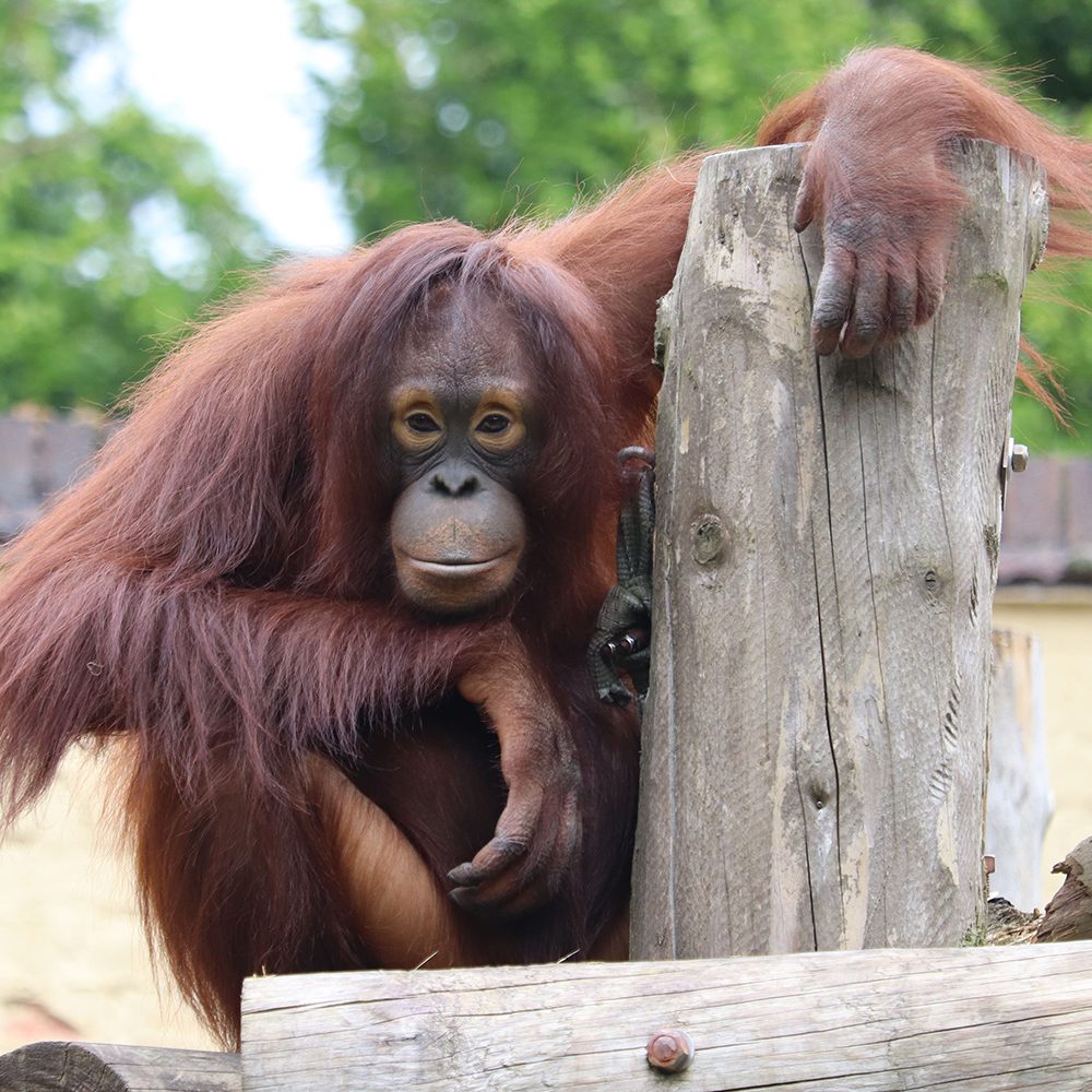 <b>BORNEAN ORANGUTAN</b>
<br>
<i>Pongo pygmaeus</i>
<br>
Where They Live: Borneo
<br>
Status: Endangered