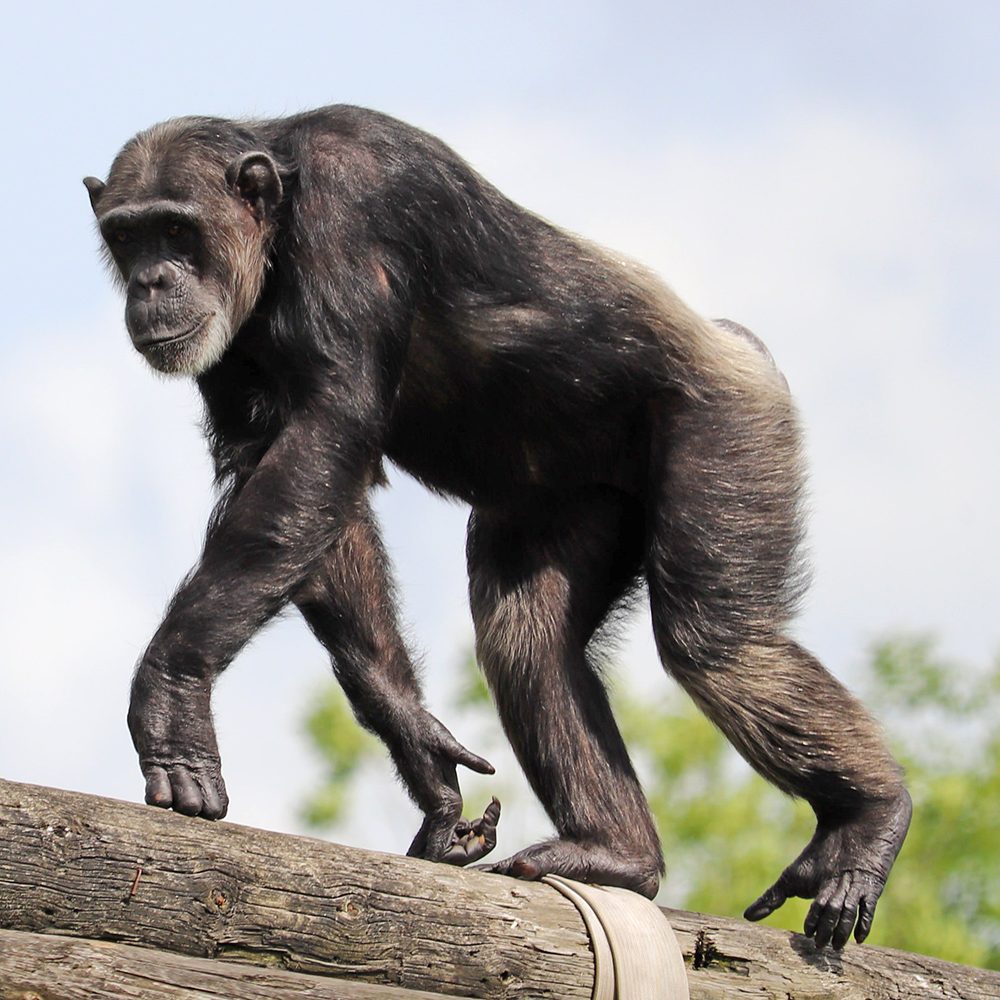 <i>CHIMPANZEE</i>
<br>
Where They Live: Tropical Africa
<br>
Status: Endangered
<br>
Photograph 
Location: Dudley Zoo, UK