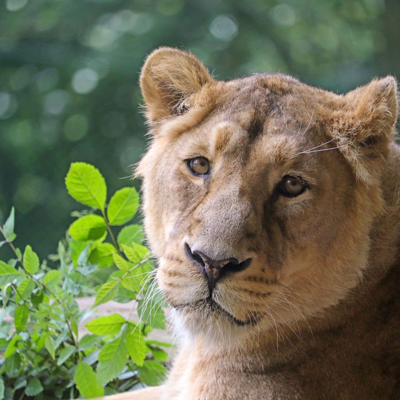 <b>ASIATIC LION</b>
<br>
<i>Panthera leo persica</i>
<br>
Where They Live: India
<br>
Status: Endangered