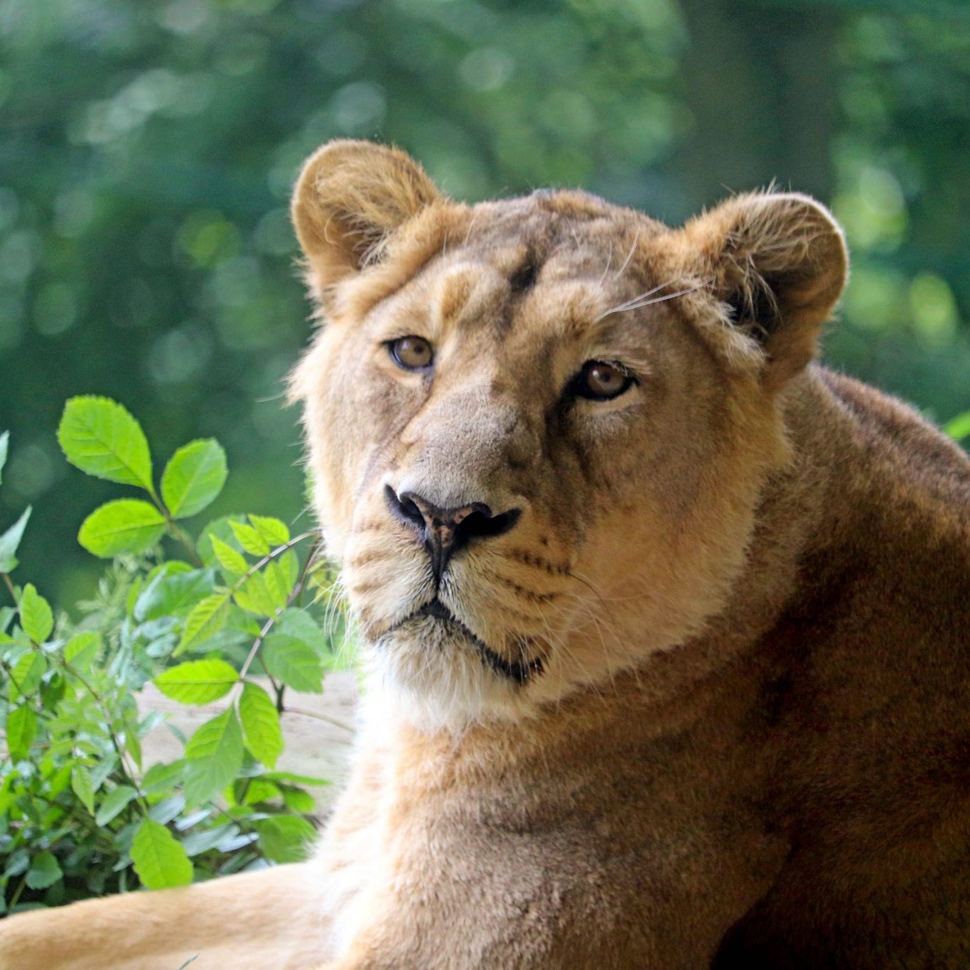 <b>ASIATIC LION</b>
<br>
<i>Panthera leo persica</i>
<br>
Where They Live: India
<br>
Status: Endangered