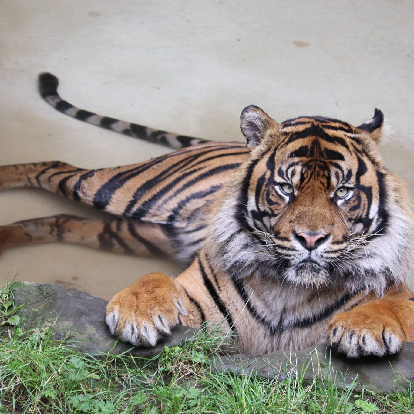 <b> SUMATRAN TIGER </b>
<br>
<i>Panthera tigris sondaica</i>
<br>
Where They Live: Sumatra
<br>
Status: Critically Endangered