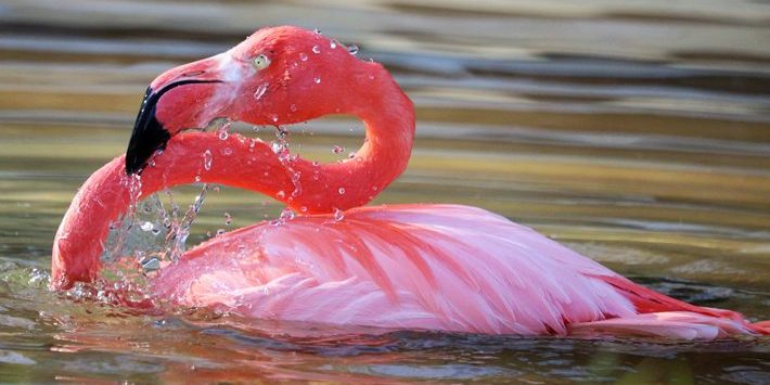 <b>AMERICAN FLAMINGO</b>
<i>Phoenicopterus ruber</i>
<br>
Where They Live: America & Caribbean
<br>
Status: Least Concern