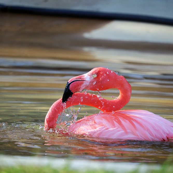 <b>AMERICAN FLAMINGO</b>
<i>Phoenicopterus ruber</i>
<br>
Where They Live: America & Caribbean
<br>
Status: Least Concern