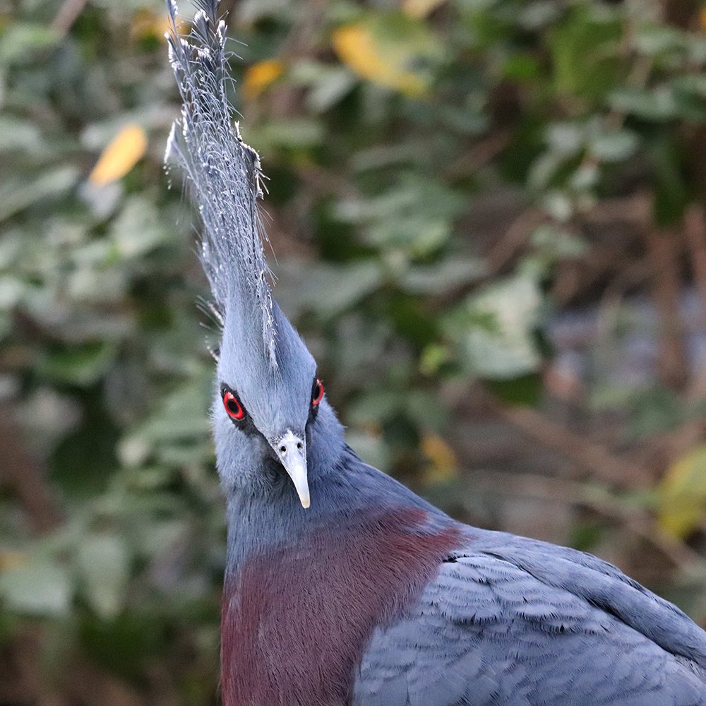 <b>VICTORIA CROWNED PIGEON</b>
<br>
<i>Goura victoria</i>
<br>
Where They Live: New Guinea
<br>
Status: Near Threatened