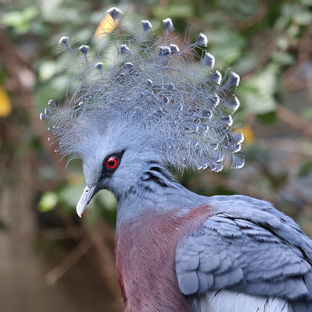 <b>VICTORIA CROWNED PIGEON</b>
<br>
<i>Goura victoria</i>
<br>
Where They Live: New Guinea
<br>
Status: Near Threatened