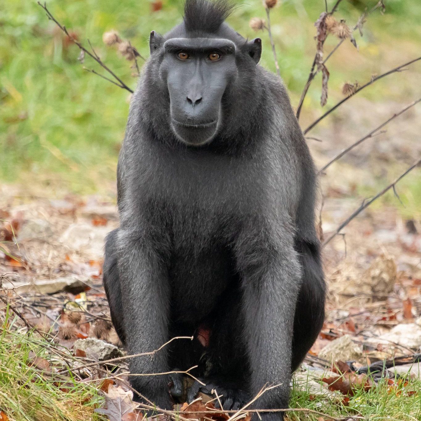 <b>SULAWESI CRESTED MACAQUE</b>
<br>
<i>Macaca nigra</i>
<br>
Where They Live: Indonesia
<br>
Status: Critically Endangered