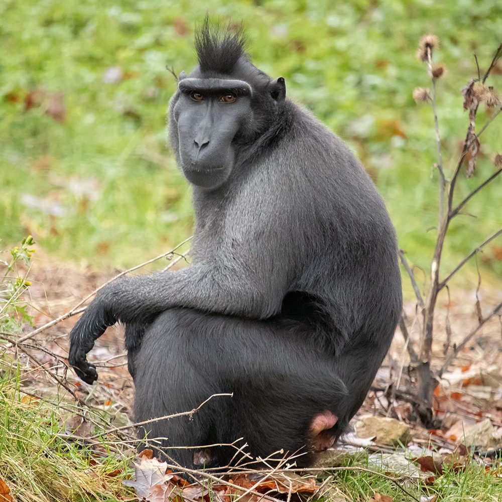 <b>SULAWESI CRESTED MACAQUE</b>
<br>
<i>Macaca nigra</i>
<br>
Where They Live: Indonesia
<br>
Status: Critically Endangered