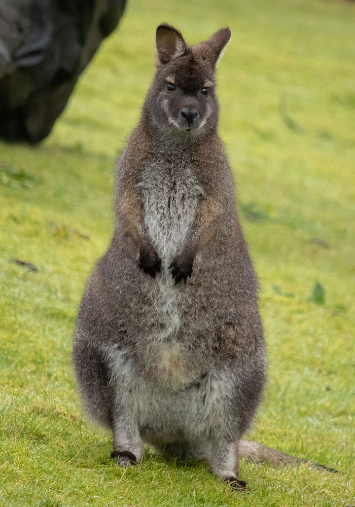 <b>BENNETTS WALLABY</b>
<br>
<i>Macropus bennetti</i>
<br>
Where They Live: Australia & Tasmania
<br>
Status: Least Concern