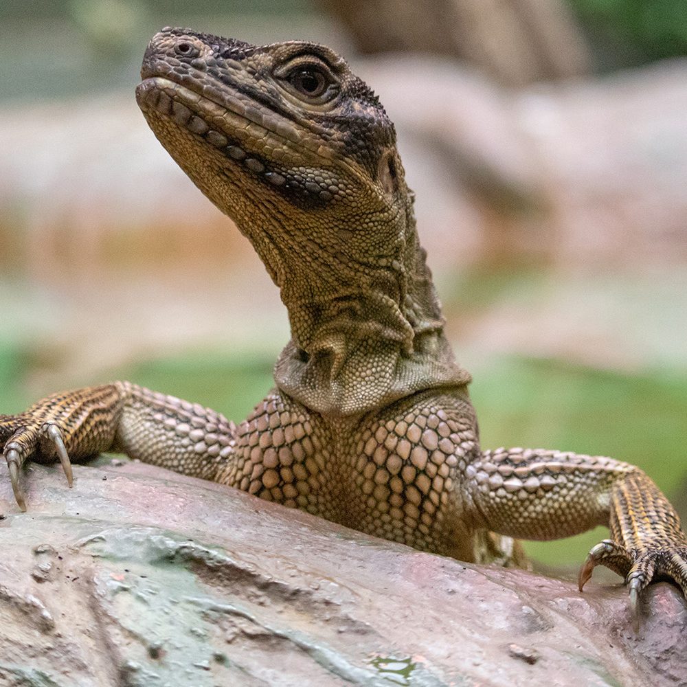 <b>PHILIPPINE SAILFIN LIZARD</b>
<br>
<i>Hydrosaurus pustulatus</i>
<br>
Where They Live: Philippines
<br>
Status: Vulnerable