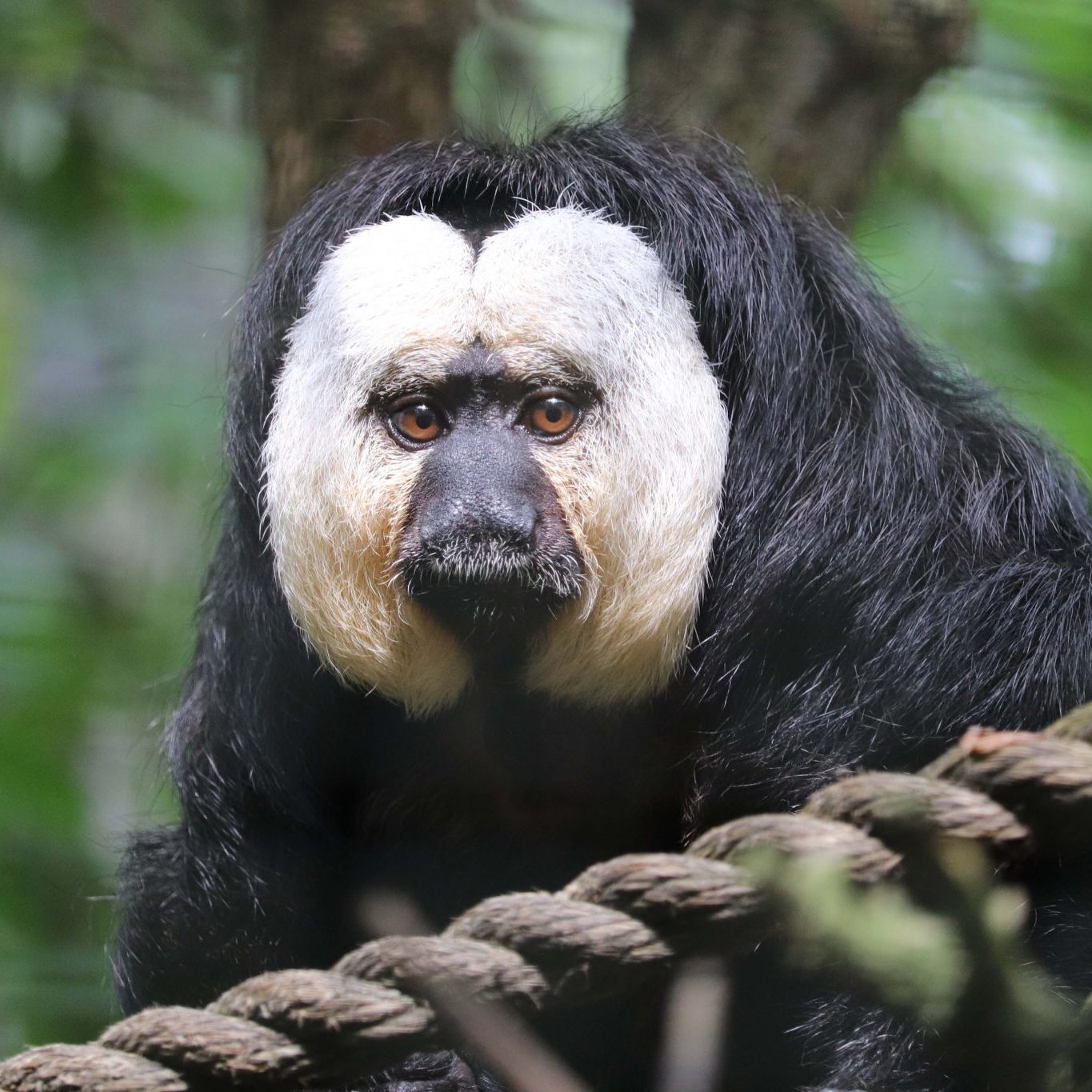 <b>WHITE FACED SAKI</b>
<br>
<i>Pithecia pithecia</i>
<br>
Where They Live: Brazil, French Guiana, Guyana, Suriname and Venezuela
<br>
Status: Least Concern