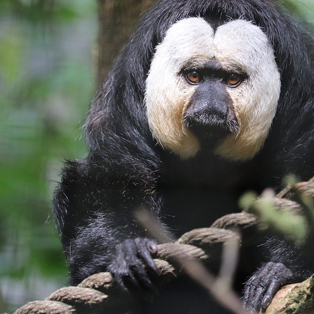 <b>WHITE FACED SAKI</b>
<br>
<i>Pithecia pithecia</i>
<br>
Where They Live: Brazil, French Guiana, Guyana, Suriname and Venezuela
<br>
Status: Least Concern