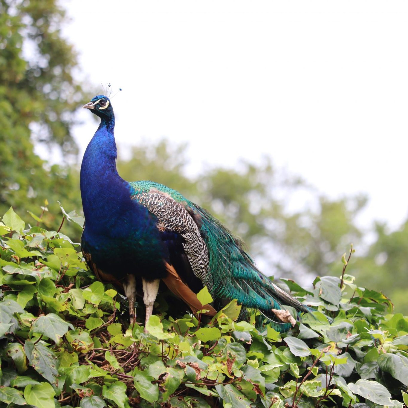 <b>INDIAN BLUE PEACOCK</b>
<br>
<i>Pavo cristatus</i>
<br>
Where They Live: India, Pakistan & Sri Lanka
<br>
Status: Least Concern