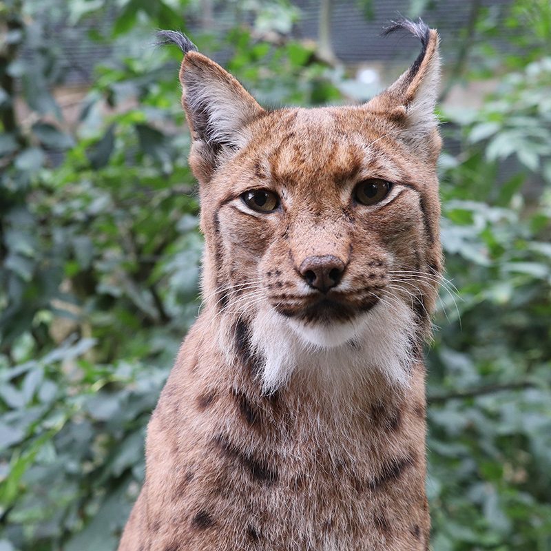 <b>CARPATHIAN LYNX</b>
<br>
<i>Lynx lynx carpathicus</i>
<br>
Where They Live: Romania, Slovakia & Hungary
<br>
Status: Least Concern