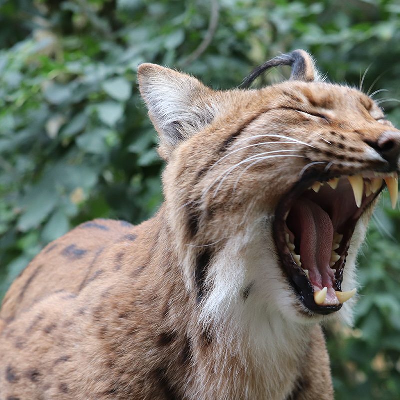 <b>CARPATHIAN LYNX</b>
<br>
<i>Lynx lynx carpathicus</i>
<br>
Where They Live: Romania, Slovakia & Hungary
<br>
Status: Least Concern