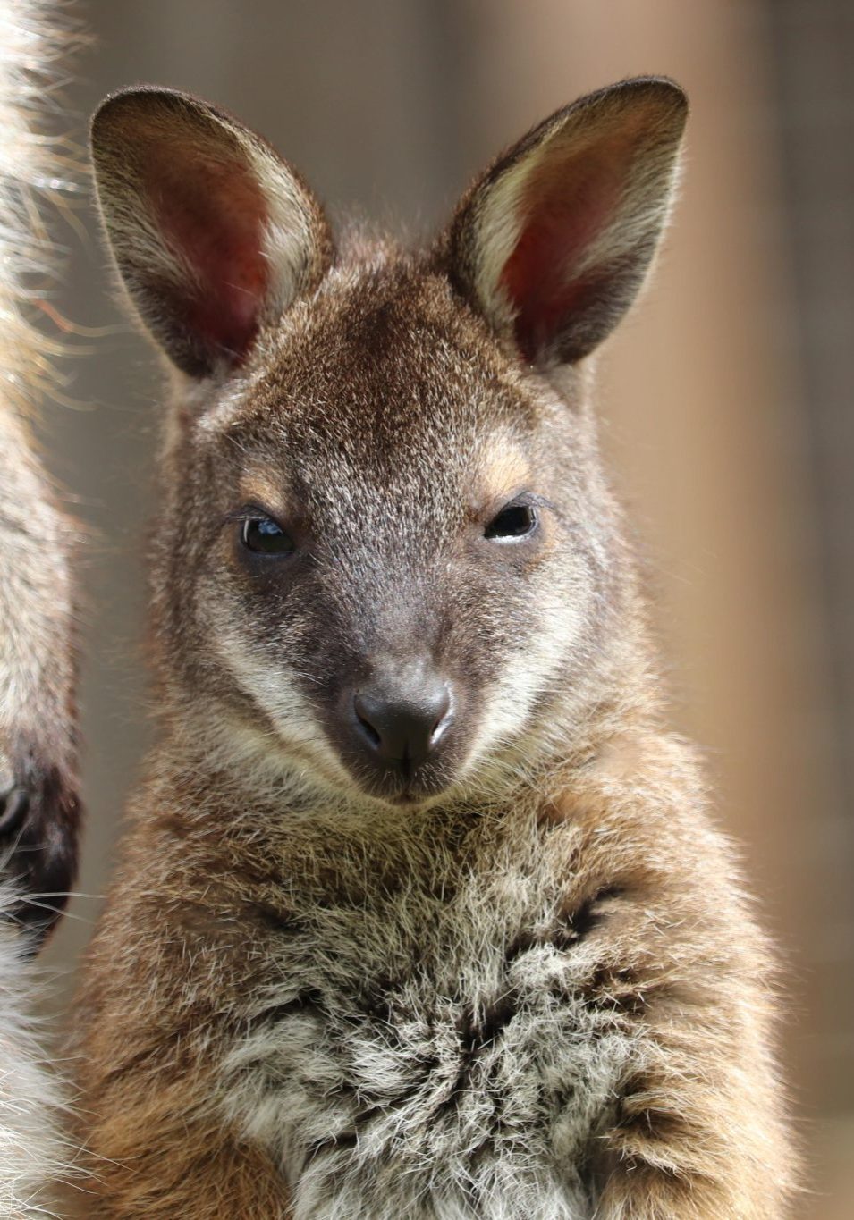 <b>BENNETTS WALLABY</b>
<br>
<i>Macropus bennetti</i>
<br>
Where They Live: Australia & Tasmania
<br>
Status: Least Concern