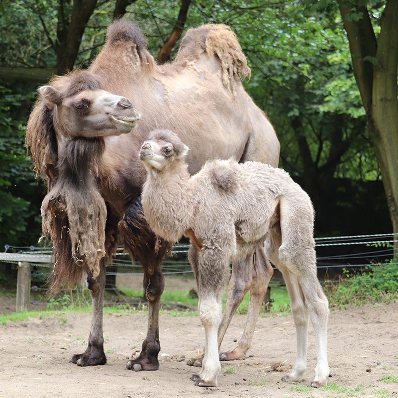 <b>BACTRIAN CAMEL</b>
<br>
<i>Camelus bactrianus</i>
<br>
Where They Live: Mongolia & China
<br>
Status: Critically Endangered