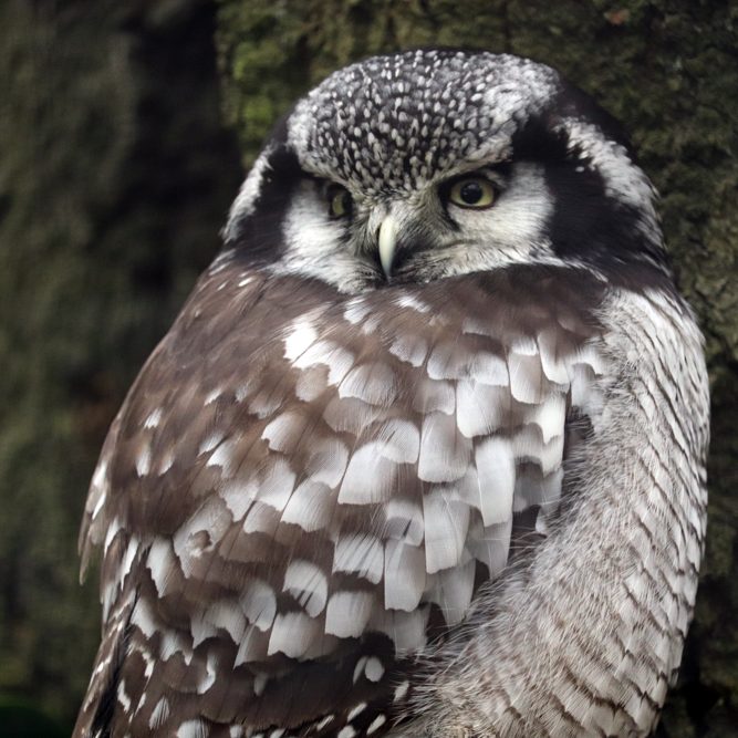 <b>NORTHERN HAWK OWL</b>
<br>
<i>Surnia ulula</i>
<br>
Where They Live: Northern Hemisphere
<br>
Status: Least Concern