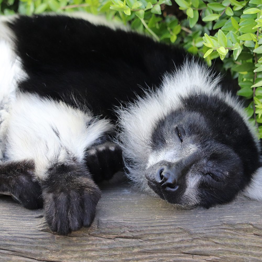 <b>BLACK & WHITE RUFFED LEMUR</b>
<i>Varecia variegata</i>
<br>
Where They Live: Madagascar
<br>
Status: Critically Endangered