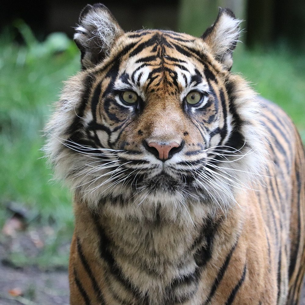 <b> SUMATRAN TIGER </b>
<br>
<i>Panthera tigris sondaica</i>
<br>
Where They Live: Sumatra
<br>
Status: Critically Endangered