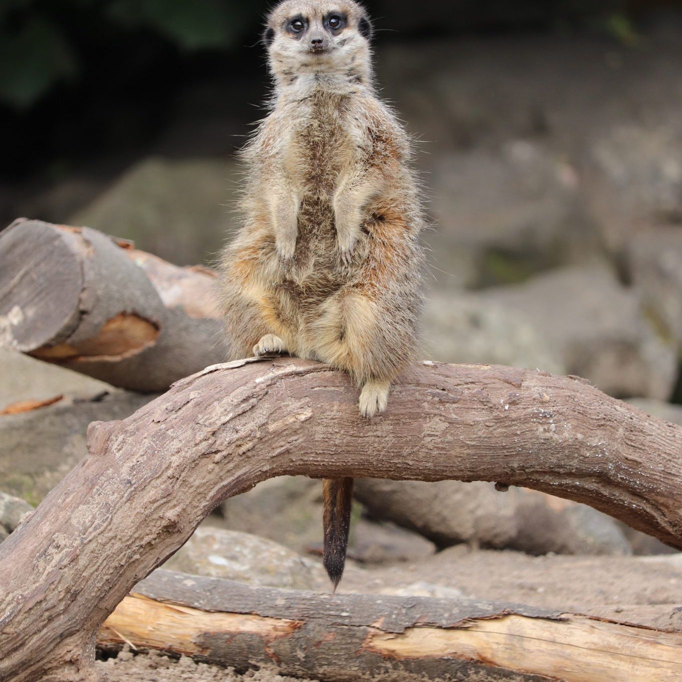 <b>MEERKAT</b>
<br>
<i>Suricata suricatta</i>
<br>
Where They Live: Botswana, Namibia, Angola & South Africa
<br>
Status: Least Concern