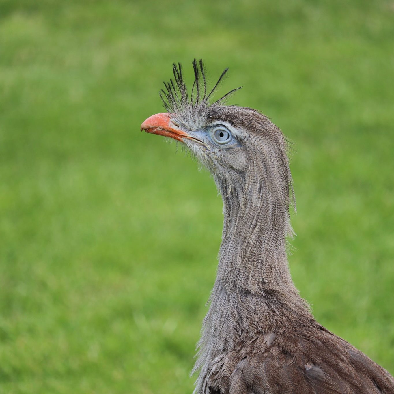 <b>RED LEGGED SERIEMA</b>
<br>
<i>Cariama cristata</i>
<br>
Where They Live: Brazil, Uruguay & Argentina
<br>
Status: Least Concern