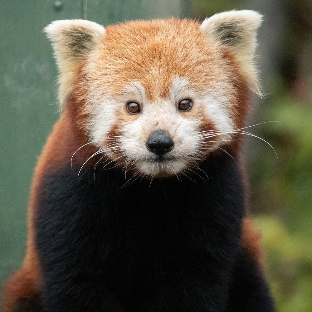 <b>RED PANDA</b>
<br>
<i>Ailurus fulgens</i>
<br>
Where They Live: Himalayas, East India
<br>
Status: Vulnerable