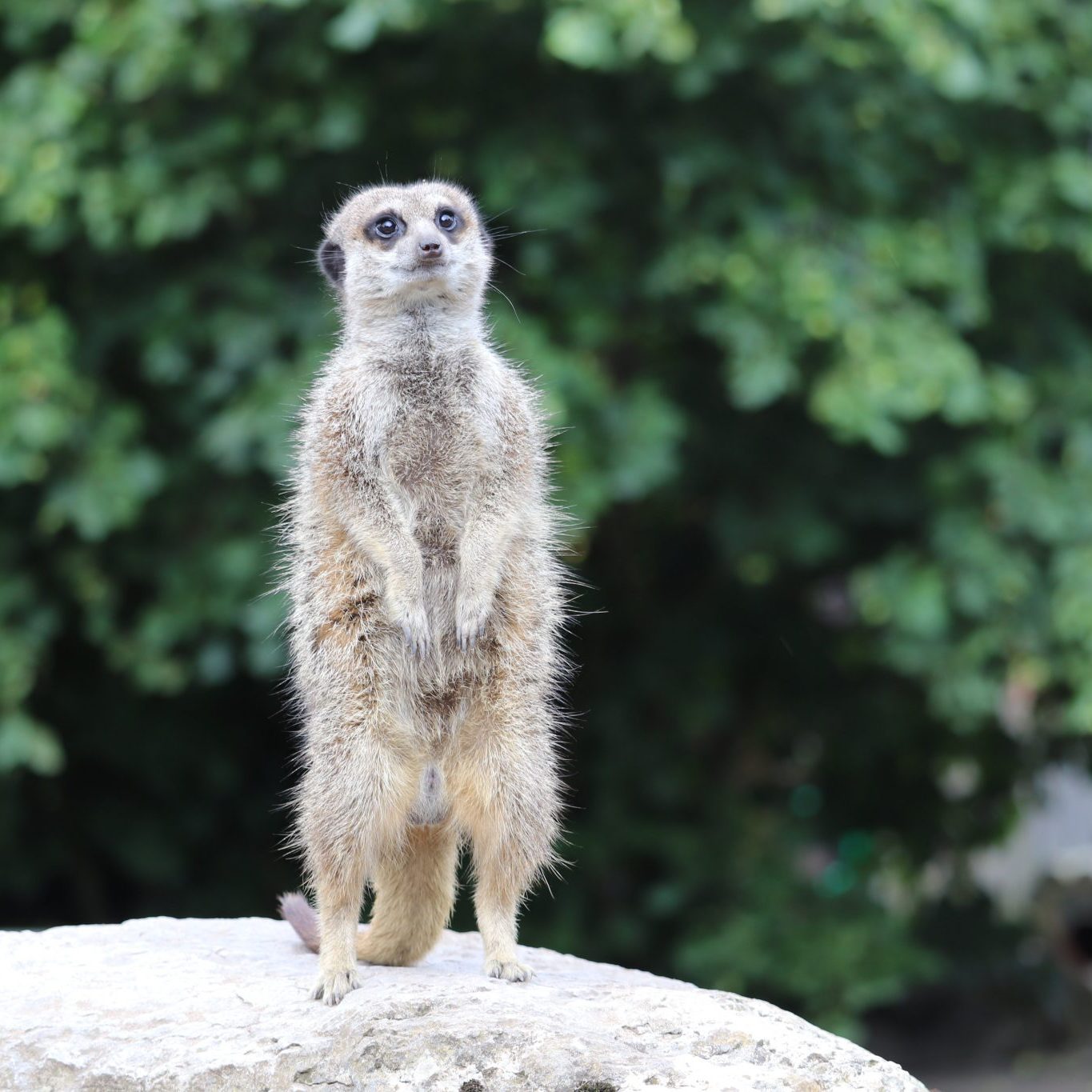 <b>MEERKAT</b>
<br>
<i>Suricata suricatta</i>
<br>
Where They Live: Botswana, Namibia, Angola & South Africa
<br>
Status: Least Concern