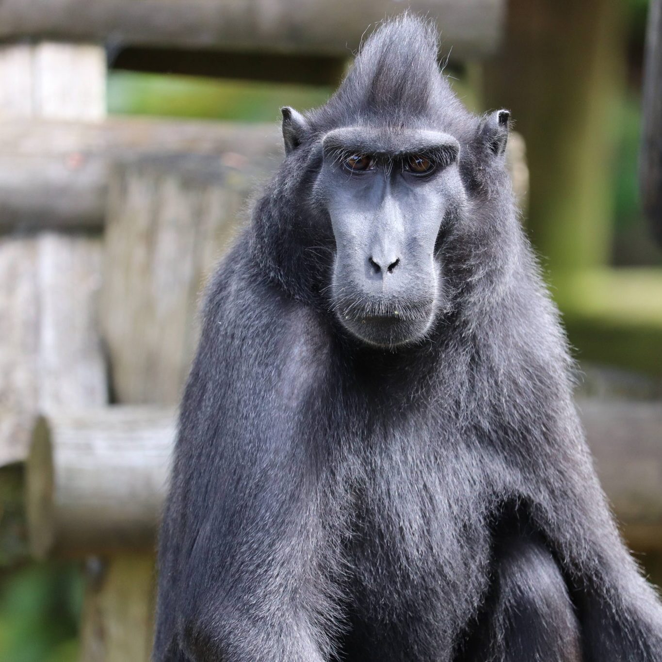 <b>SULAWESI CRESTED MACAQUE</b>
<br>
<i>Macaca nigra</i>
<br>
Where They Live: Indonesia
<br>
Status: Critically Endangered