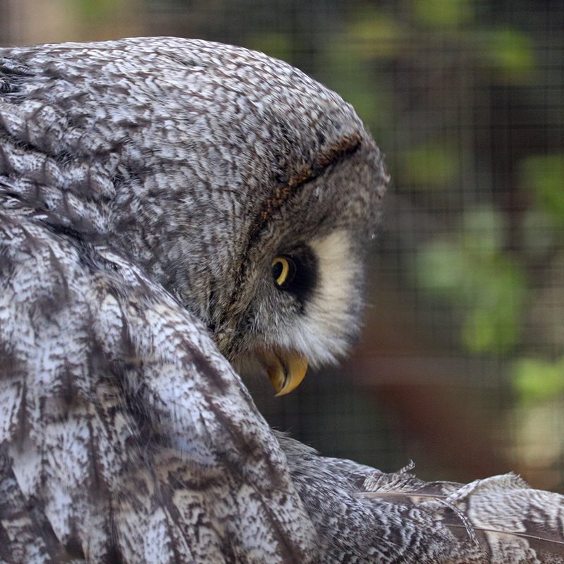 <b>GREAT GREY OWL</b>
<br>
<i>Strix nebulosa</i>
<br>
Where They Live: Northern Hemisphere
<br>
Status: Least Concern