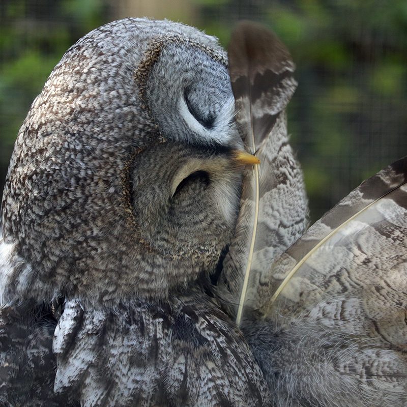 <b>GREAT GREY OWL</b>
<br>
<i>Strix nebulosa</i>
<br>
Where They Live: Northern Hemisphere
<br>
Status: Least Concern