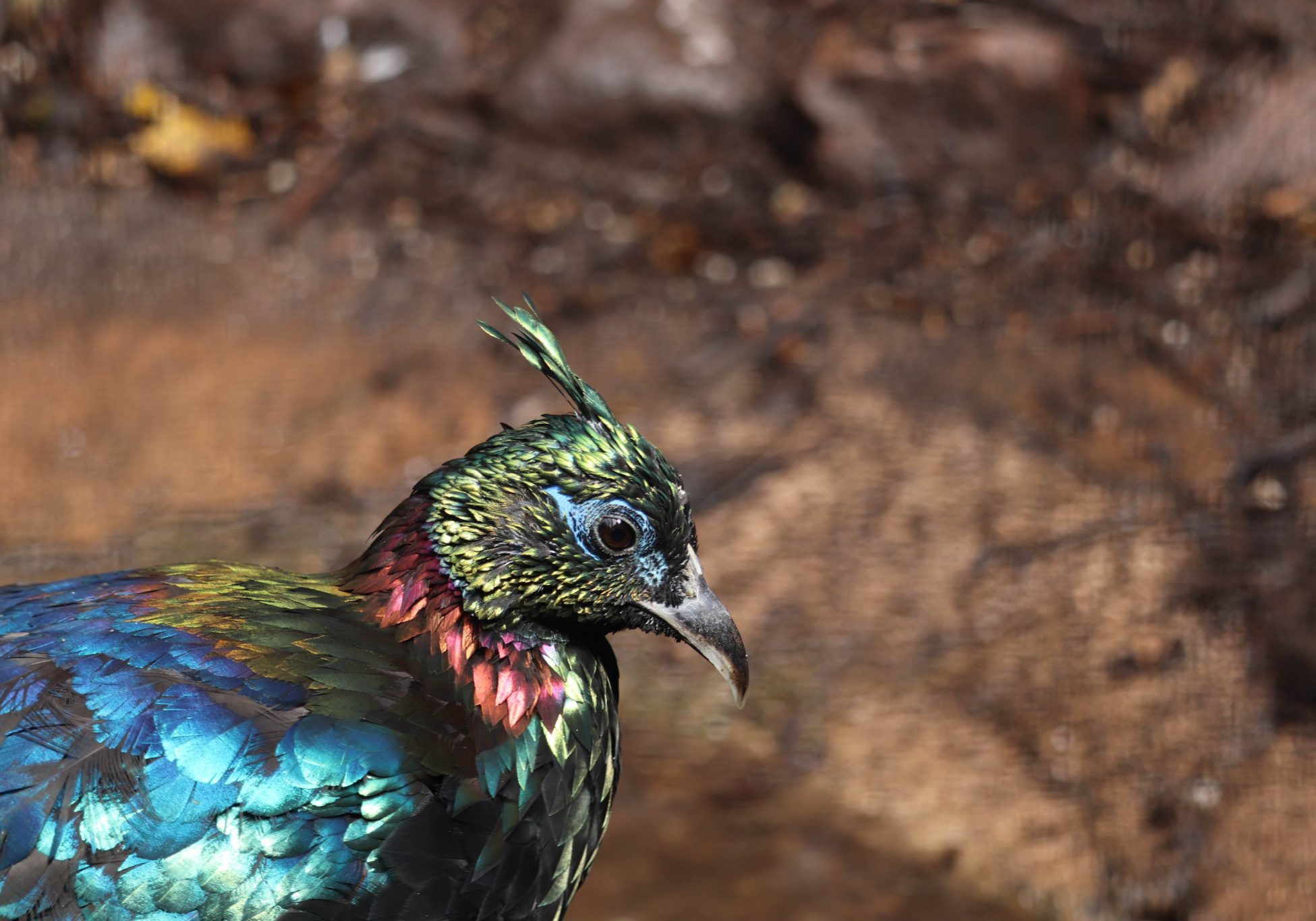 <b>HIMALAYAN MONAL</b>
<br>
<i>Lophophorus impejanus</i>
<br>
Where They Live: Nepal & India
<br>
Status: Least Concern