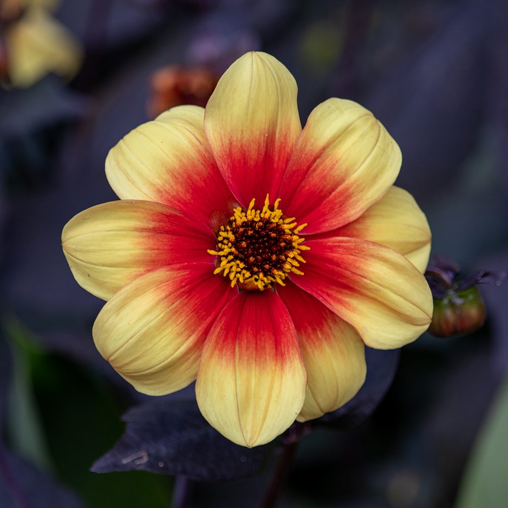 dahlia