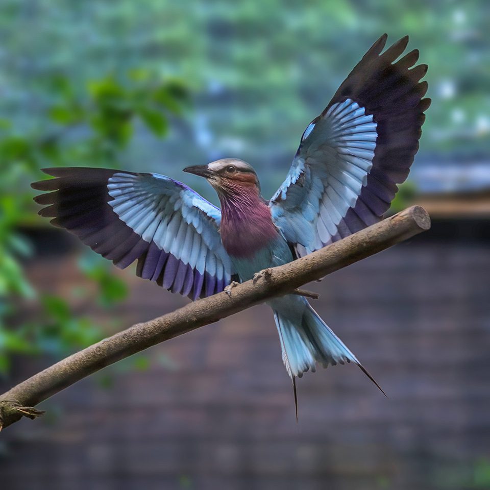 <b>LILAC BREASTED ROLLER</b>
<br>
<i>Coracias caudatus</i>
<br>
Where They Live: Africa
<br>
Status: Least Concern